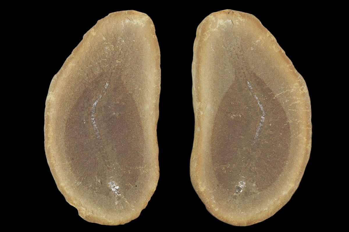 2.5" Esconites Fossil Worm (Pos/Neg) - Mazon Creek (#101485) For Sale -  FossilEra.com
