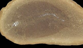 Esconites Fossil Worm (Pos/Neg) - Mazon Creek #101485