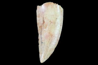 Large, Serrated, Raptor Tooth - Real Dinosaur Tooth #102373