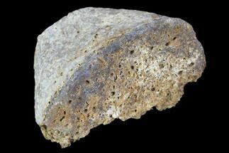 Partial Fossil Phytosaur Toe Bone Fragment - Arizona #102472