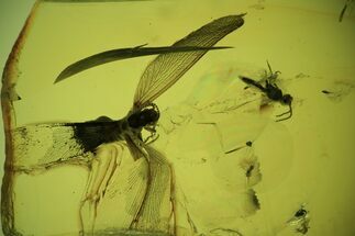 Detailed Fossil Termite (Isoptera) & Fly (Diptera) In Baltic Amber #102744