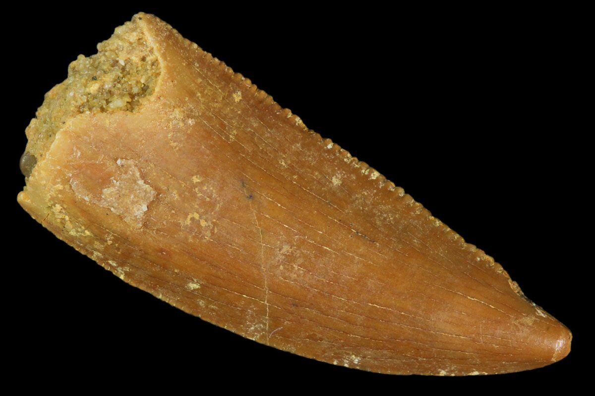 raptor tooth