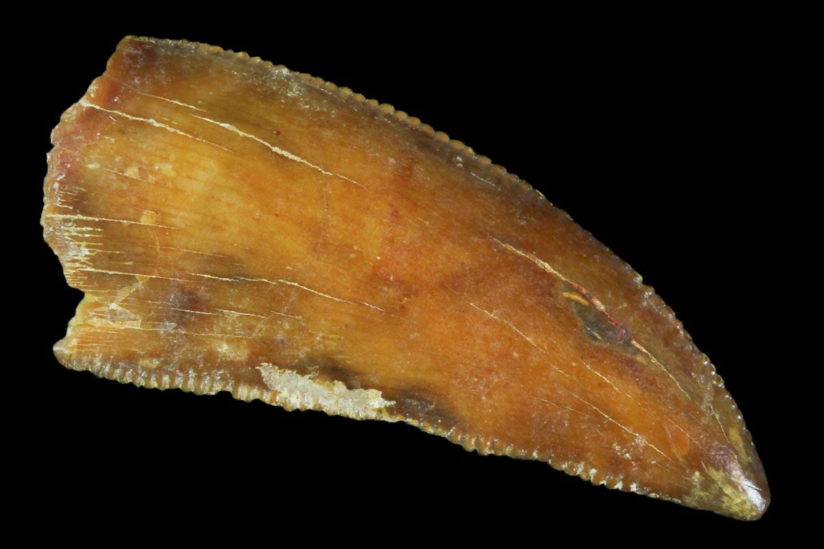 Serrated, .84" Raptor Tooth Real Dinosaur Tooth For Sale (102785