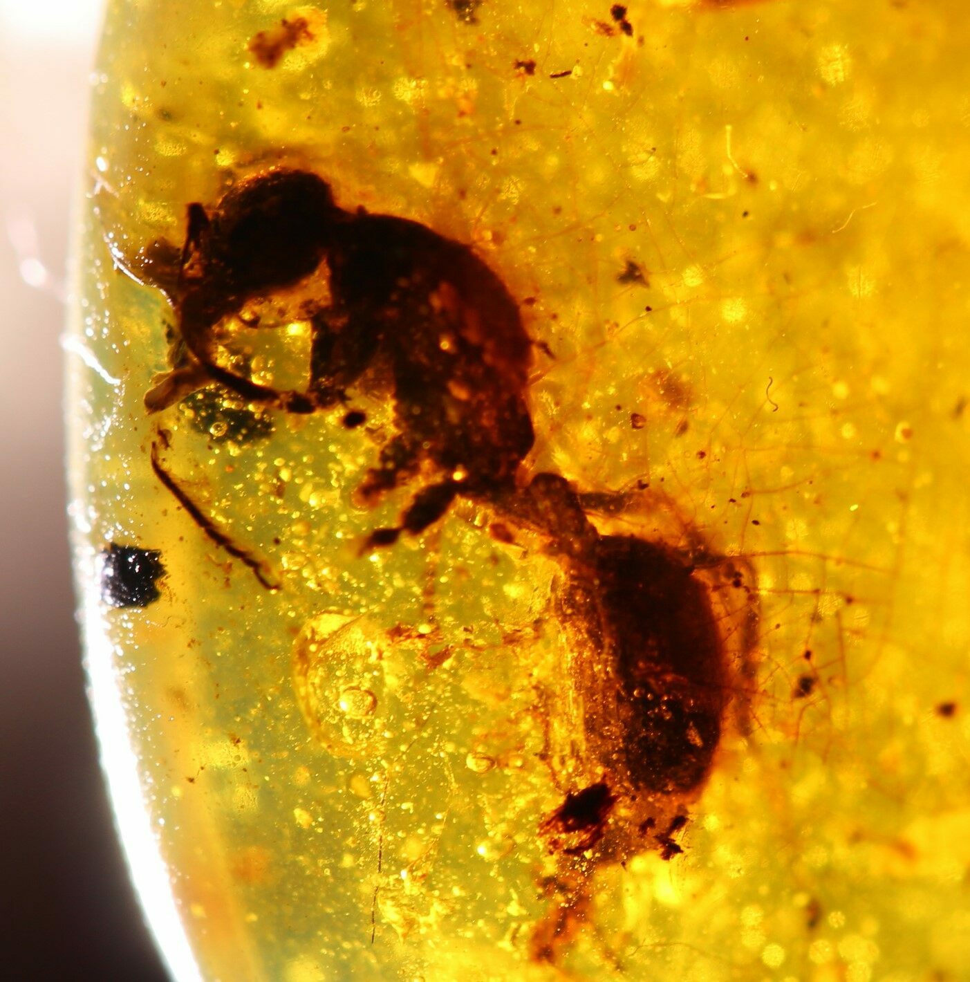 Cretaceous Fossil Ant (Formicidae) in Amber - Myanmar For Sale (#102866 ...