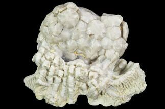 Fossil Crinoid (Rhodocrinites) Crown - Gilmore City, Iowa #102957