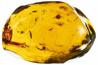Large, Polished Chiapas Amber With Inclusions ( grams) - Mexico #102823