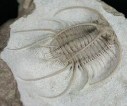 Breathtaking Boedaspis Trilobite With Prep Sequence! #7317