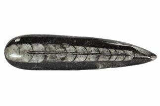 2 to 3" Polished Orthoceras Fossils - Fossil #103462
