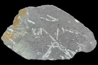 Fossil Graptolite Cluster (Didymograptus) - Great Britain #103487