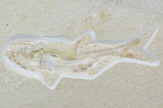 Rare, Jurassic Fossil Fish (Ascalabus) - Solnhofen Limestone #103621