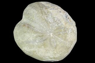 Fossil Echinoid (Heteraster) - Oklahoma #103631