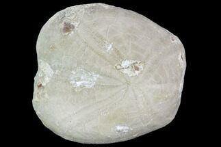 Fossil Echinoid (Heteraster) - Spain #103640