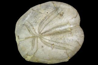 Fossil Echinoid (Heteraster) - Spain #103642