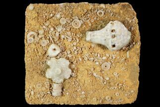Fossil Crinoid (Uperocrinus) Plate - Missouri #103523