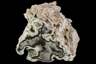 Polished Petrified Wood (Conifer) Section - Horse Canyon #103885