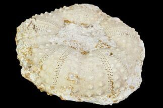 1.8" Fossil Sea Urchin (Tetragramma) - Morocco - Fossil #104465
