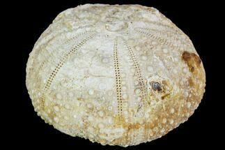 Fossil Sea Urchin (Psephechinus) - Morocco #104523