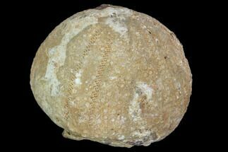 1.6" Fossil Sea Urchin (Psephecinus) - Morocco - Fossil #104526