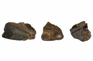 Three, Partial Fossil Hadrosaur Teeth - Montana #103707