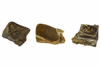 Three Partial Fossil Hadrosaur Teeth - Montana #103708