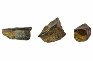 Three, Partial Fossil Hadrosaur Teeth - Montana #103712