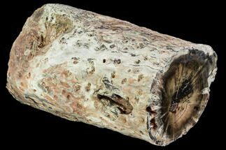 Long Triassic Woodworthia Petrified Log - Zimbabwe #104754
