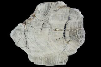 Petrified Wood Slab - Tom Miner Basin, Montana #104841