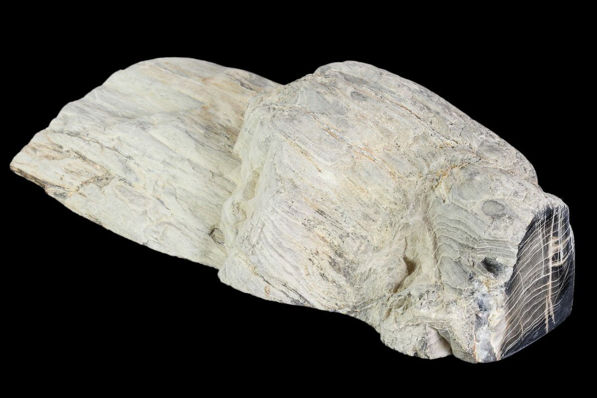 5.9" Petrified Wood Slice Tom Miner Basin, Montana For Sale (104865