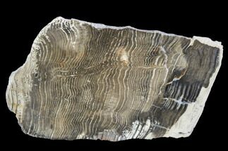Petrified Wood Slice - Tom Miner Basin, Montana #104852