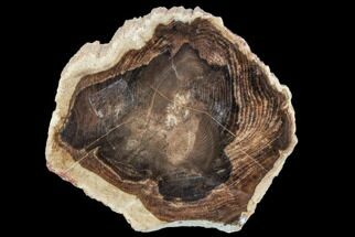 Petrified Wood (Cherry) Slice - McDermitt, Oregon #104905