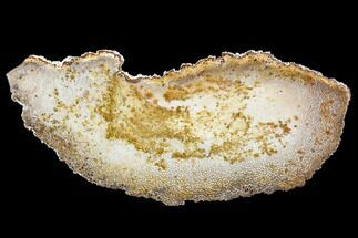 7.5" Petrified Palmwood (Palmoxylon) Slab - Louisiana - Fossil #104894