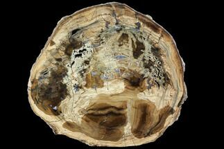 Petrified Wood (Cherry) Round - McDermitt, Oregon #104920