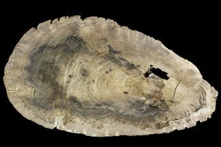 Polished Petrified Wood (Dicot) Slab - Texas #104965