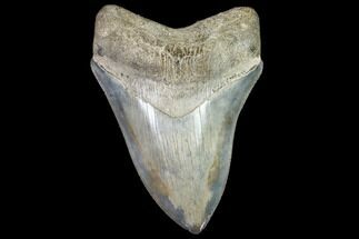 Serrated, Fossil Megalodon Tooth - Gorgeous Tooth #104987