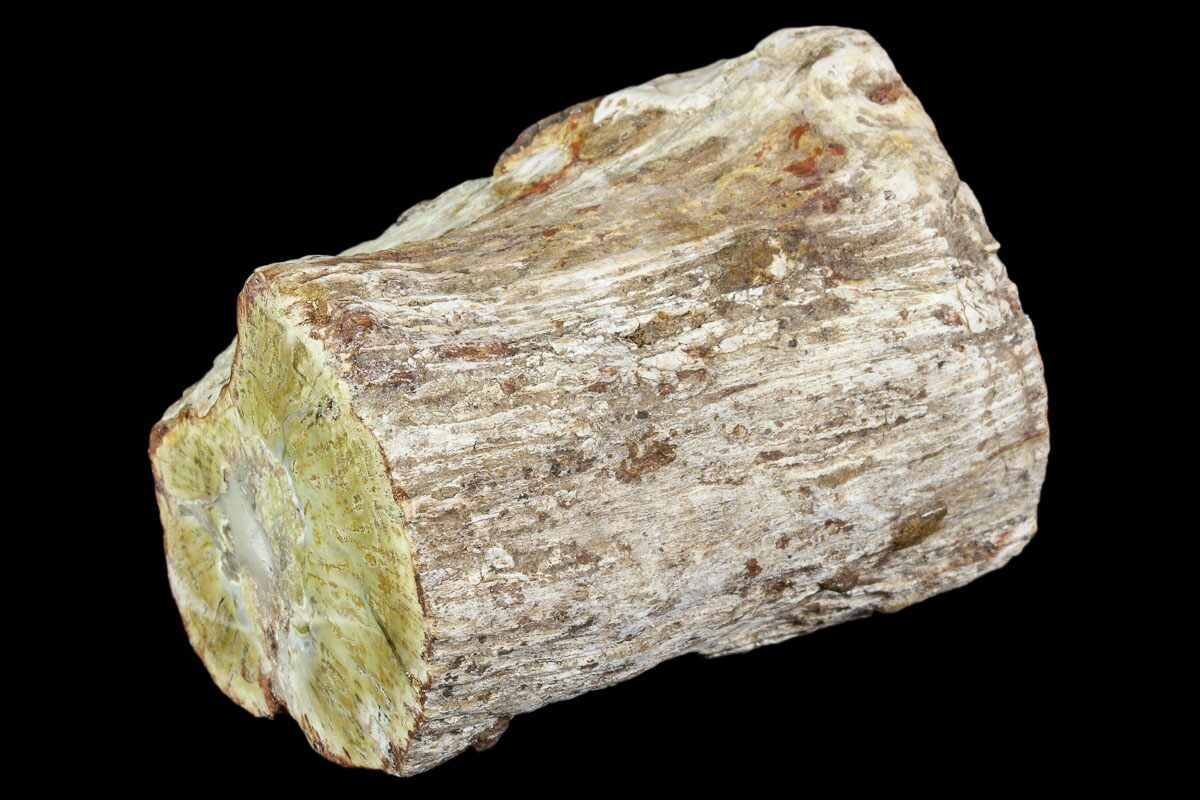 petrify wood petrify wood