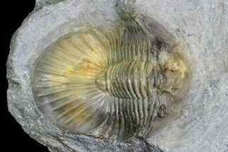 Scabriscutellum Trilobite - Multi-Toned Shell #105355