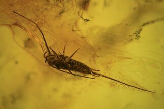 Detailed Fossil Bristletail (Machilidae) In Baltic Amber #105454