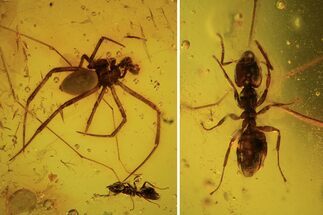 Fossil Ant (Formicidae) & Large Spider (Aranea) In Baltic Amber #105460