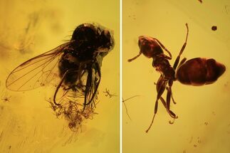 Detailed Fossil Fly (Diptera) & Ant (Formicidae) In Baltic Amber #105463