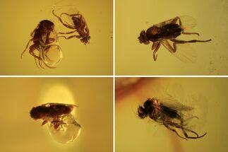 Five Detailed Fossil Flies (Phoridae) In Baltic Amber #105493