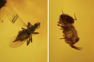 Fossil Springtail (Symphlypleones) & Fly (Empididae) In Baltic Amber #105498