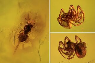 Detailed Fossil Spider (Aranea) & Wasp (Chalcidoidea) In Baltic Amber #105500