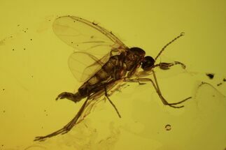 Fossil Fly (Sciaridae) In Baltic Amber #105506
