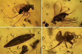 Fossil Flies (Diptera), Spider (Aranea) & Leaf In Baltic Amber #105534