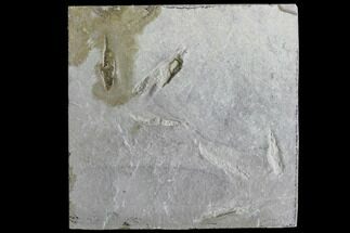 Two Fossil Bird Tracks - Green River Formation, Utah #105530
