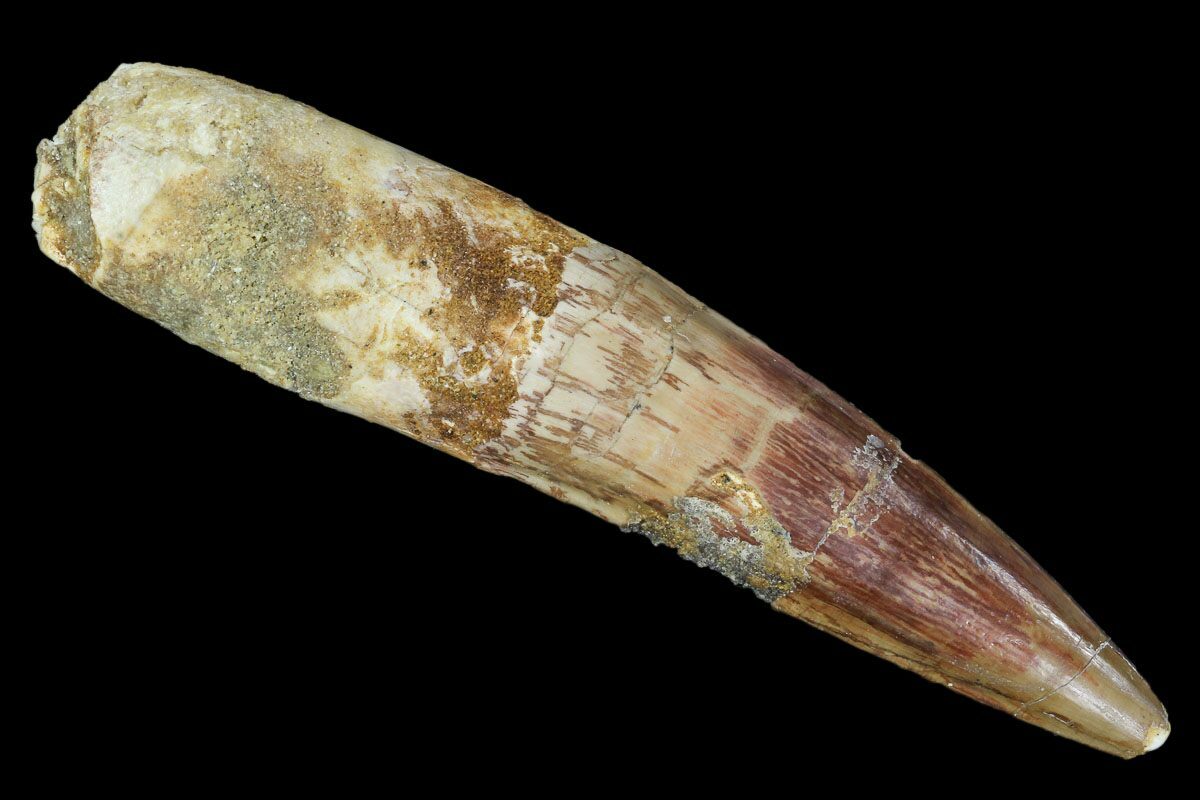 spinosaurus tooth real