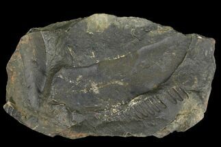 Macroneuropteris Fern Fossils - Mazon Creek #106061