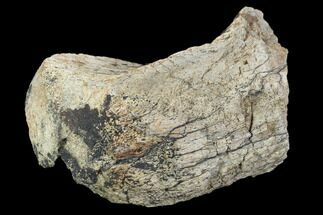 Triceratops Bone Section - Montana #106150