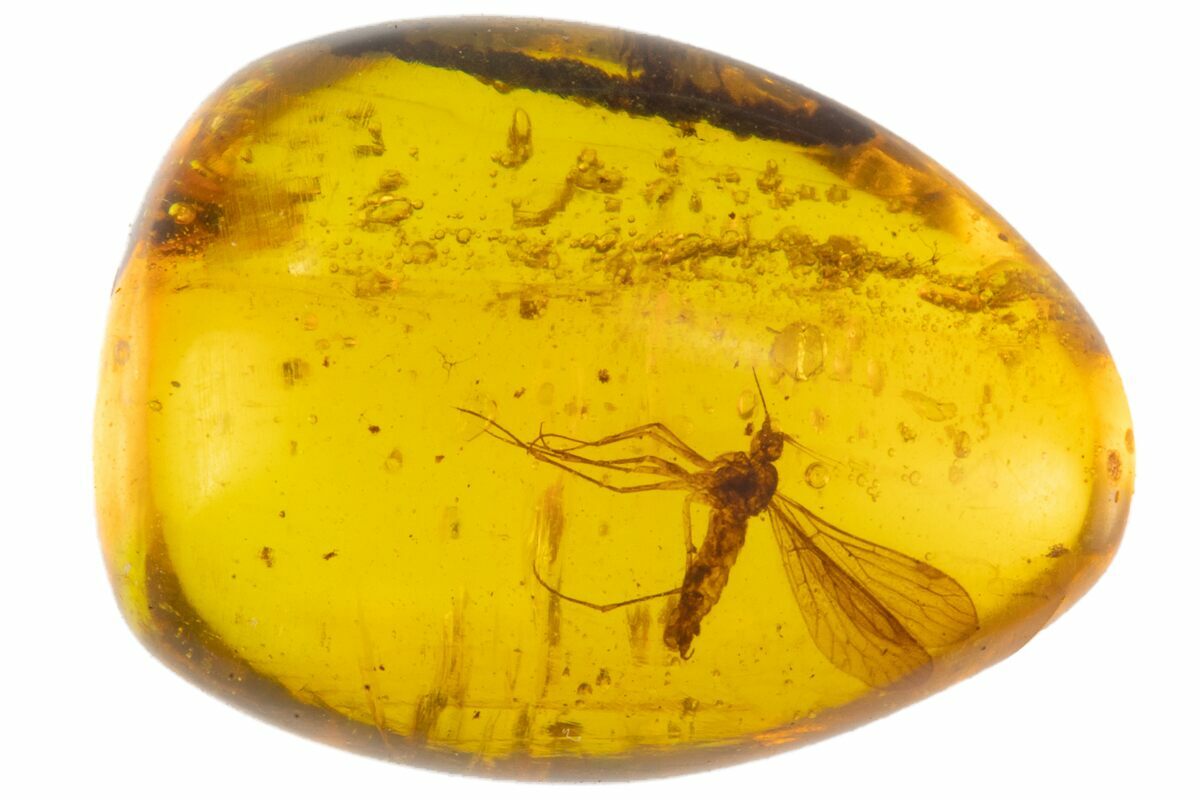Cretaceous Fossil Mosquito (Culicidae) in Amber Myanmar For Sale