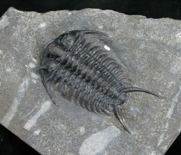 Top Quality Walcott-Rust Ceraurus (#7517) For Sale - FossilEra.com